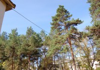При подвеске кабеля использовали деревья (опоры ставить запретили)